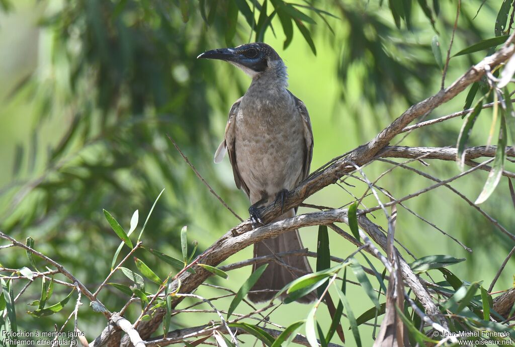 Little Friarbird