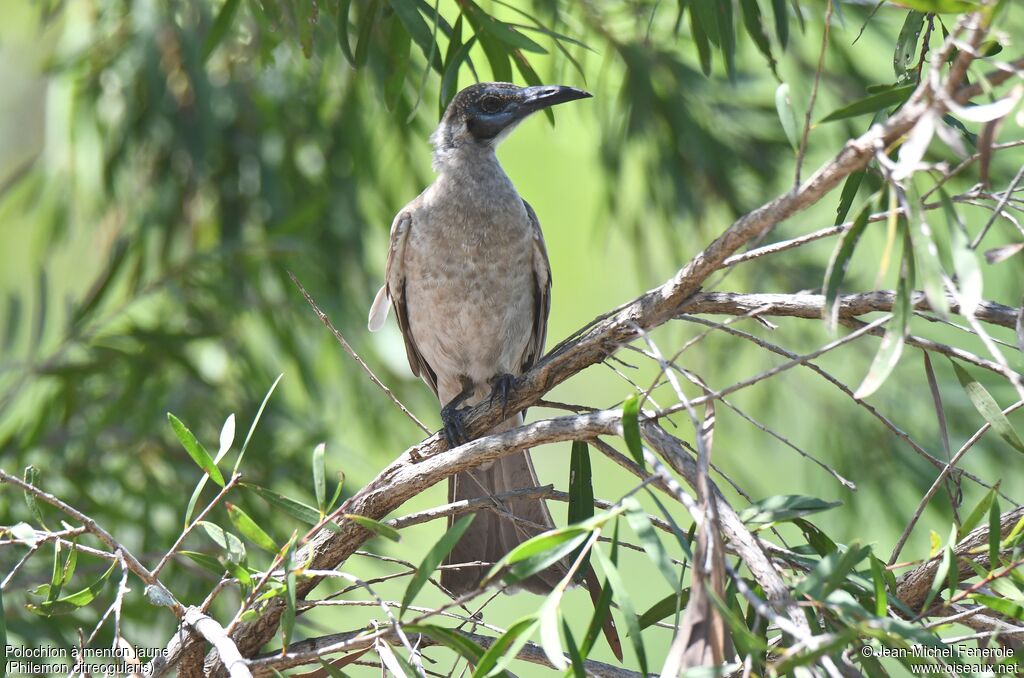 Little Friarbird