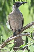 Little Friarbird