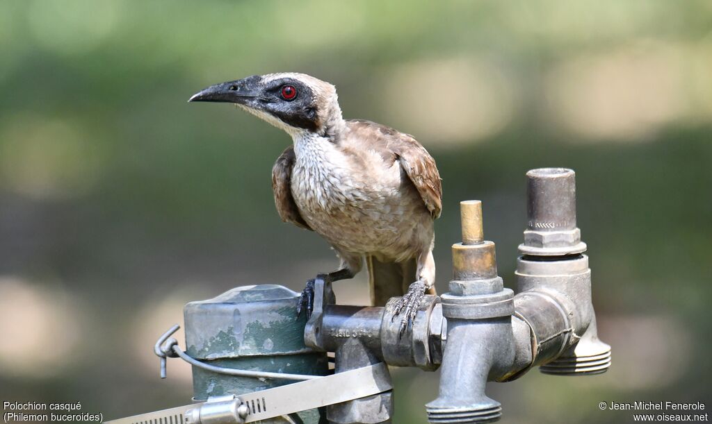 Helmeted Friarbird