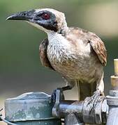 Helmeted Friarbird