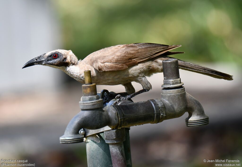 Helmeted Friarbird