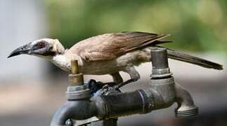 Helmeted Friarbird