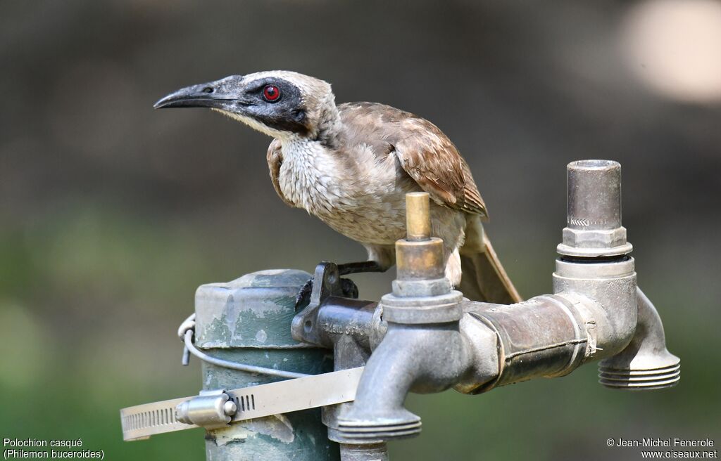 Helmeted Friarbird