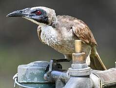 Helmeted Friarbird