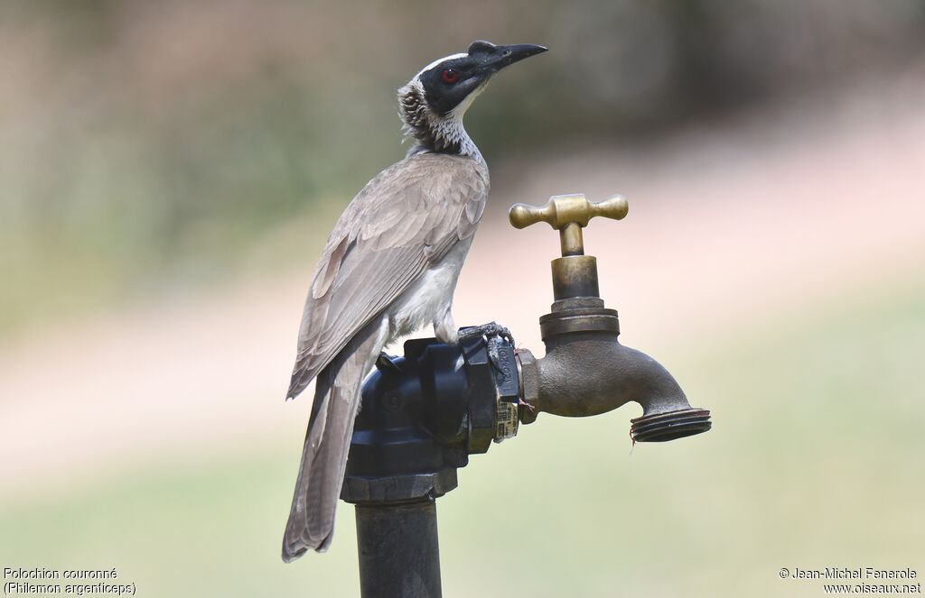 Silver-crowned Friarbird