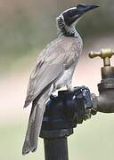 Silver-crowned Friarbird