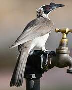 Silver-crowned Friarbird