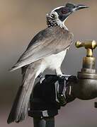 Silver-crowned Friarbird