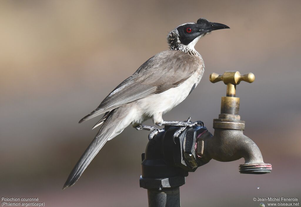 Silver-crowned Friarbird