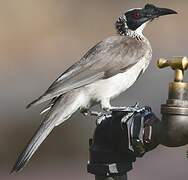 Silver-crowned Friarbird