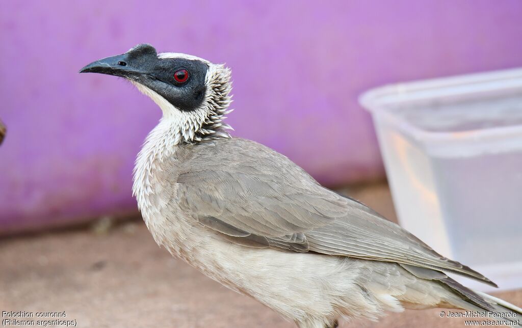 Silver-crowned Friarbird