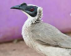 Silver-crowned Friarbird