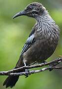 New Caledonian Friarbird