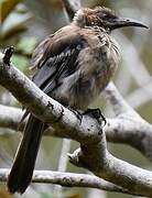 New Caledonian Friarbird