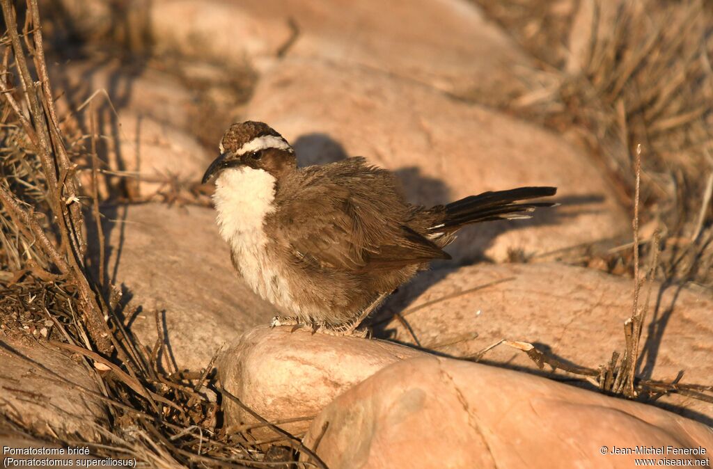 White-browed Babbler