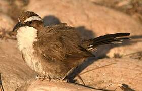 White-browed Babbler