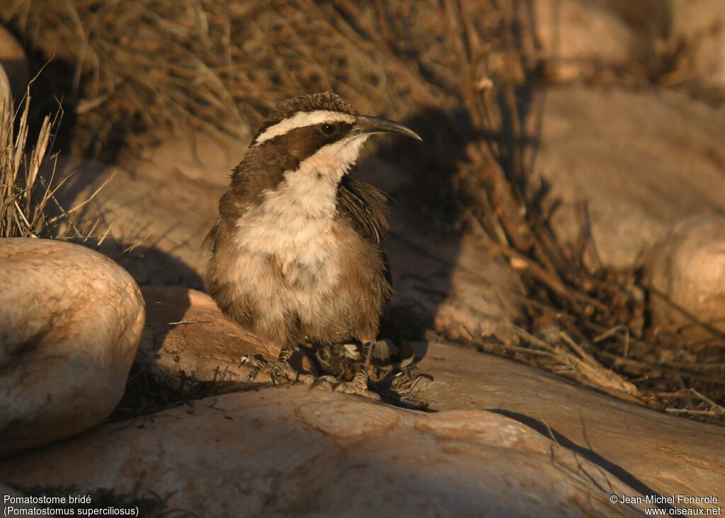 White-browed Babbler