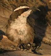 White-browed Babbler