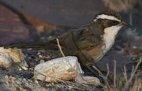 White-browed Babbler