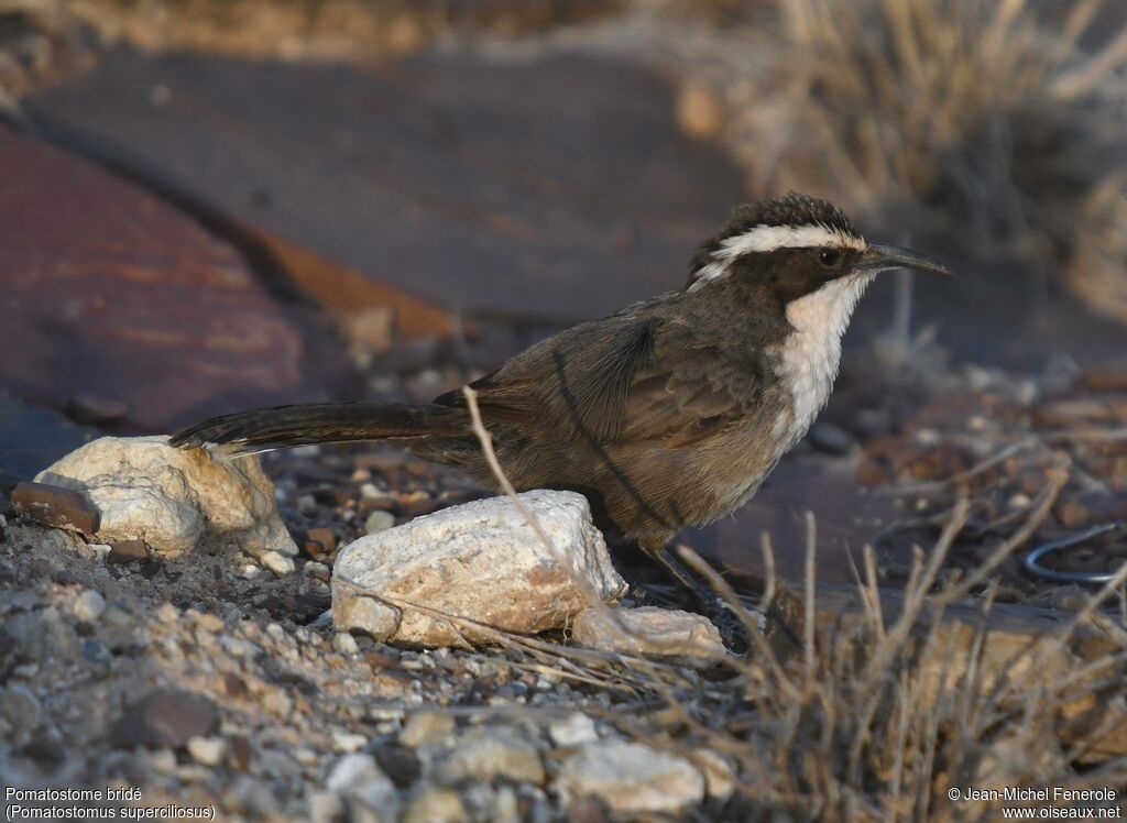 White-browed Babbler