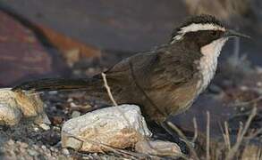 White-browed Babbler