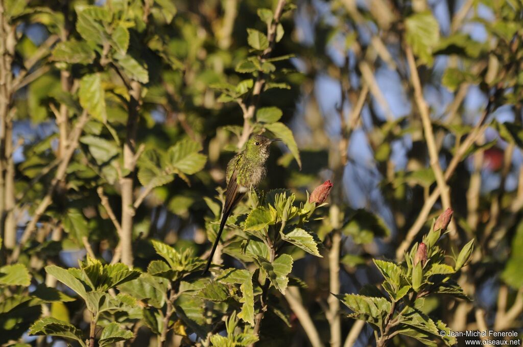 Black-tailed Trainbearer