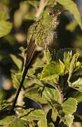 Black-tailed Trainbearer