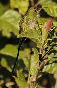 Black-tailed Trainbearer