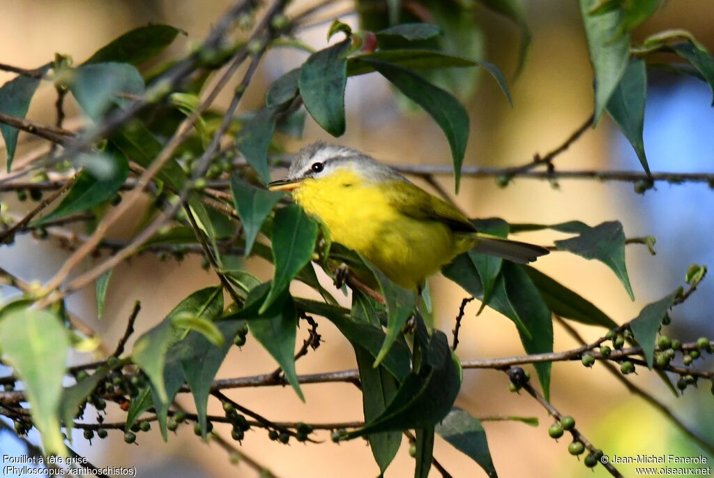 Grey-hooded Warbler