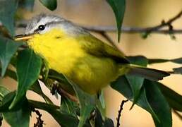 Grey-hooded Warbler