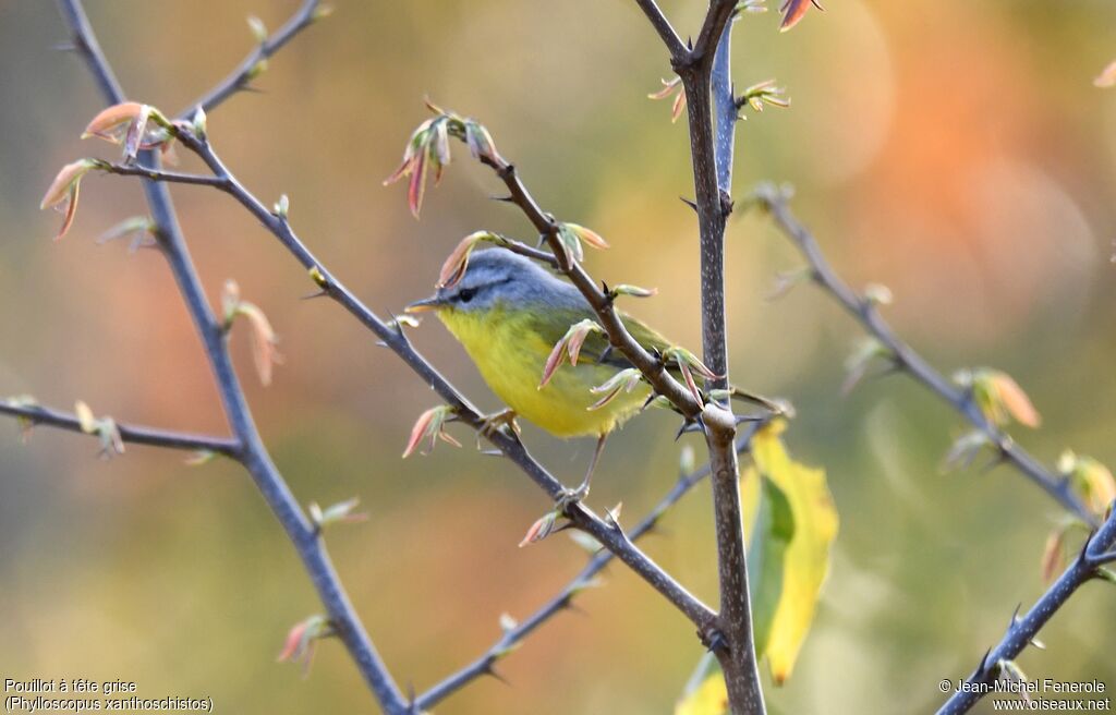 Grey-hooded Warbler