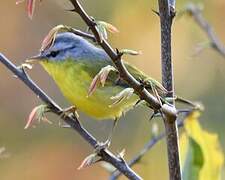 Grey-hooded Warbler