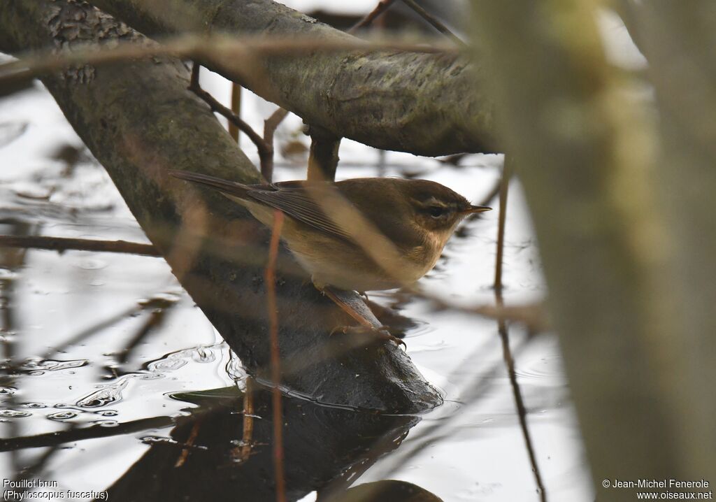 Dusky Warbler