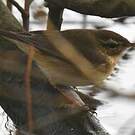Pouillot brun