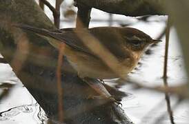 Dusky Warbler