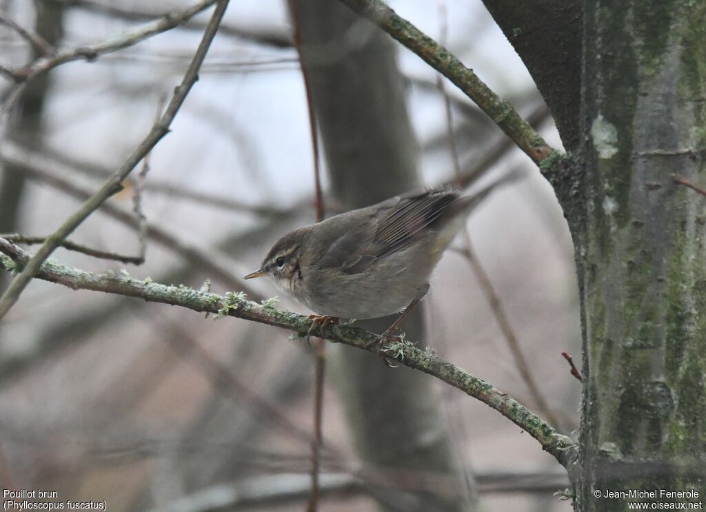 Dusky Warbler