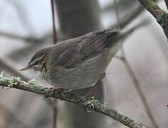 Dusky Warbler