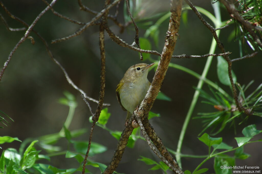 Western Bonelli's Warbler