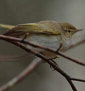 Western Bonelli's Warbler