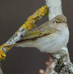 Pouillot de Bonelli