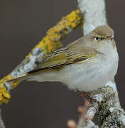 Western Bonelli's Warbler