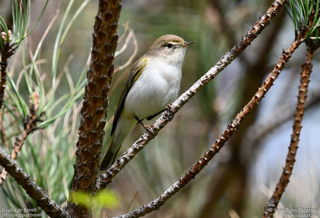 Pouillot de Bonelli