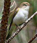 Pouillot de Bonelli