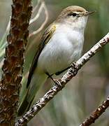 Pouillot de Bonelli