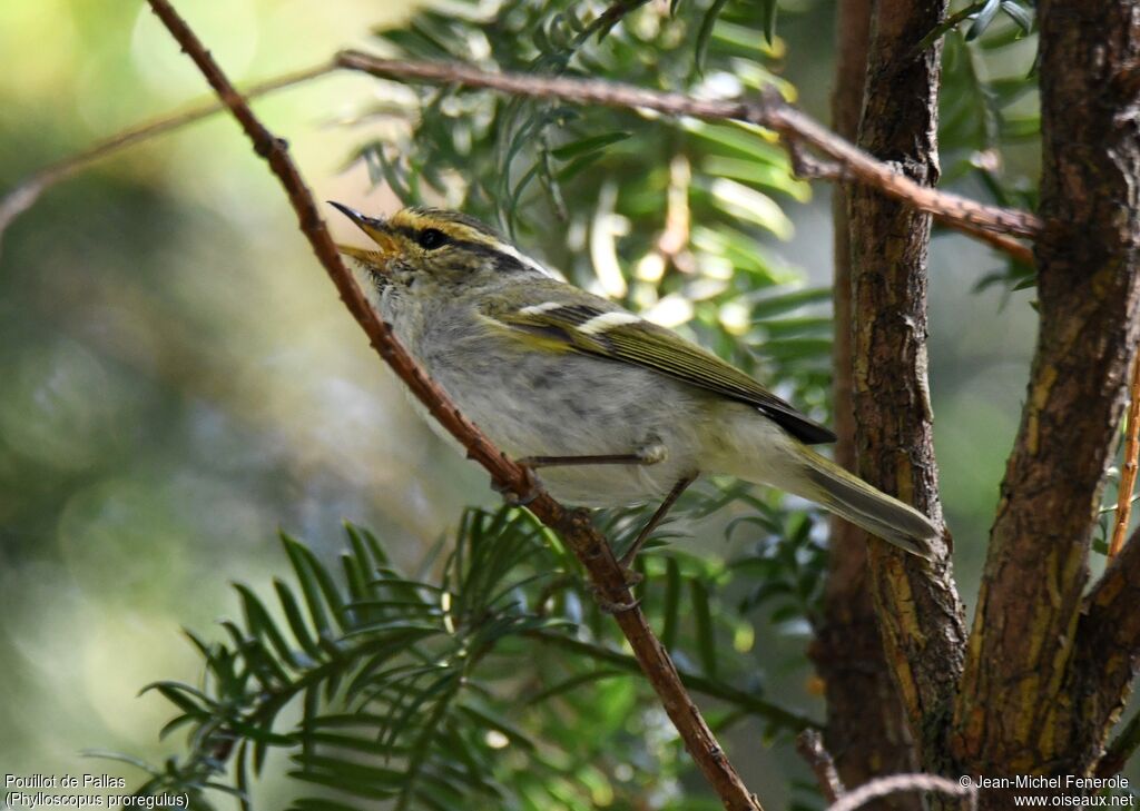 Pallas's Leaf Warbler