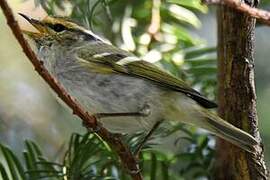 Pallas's Leaf Warbler