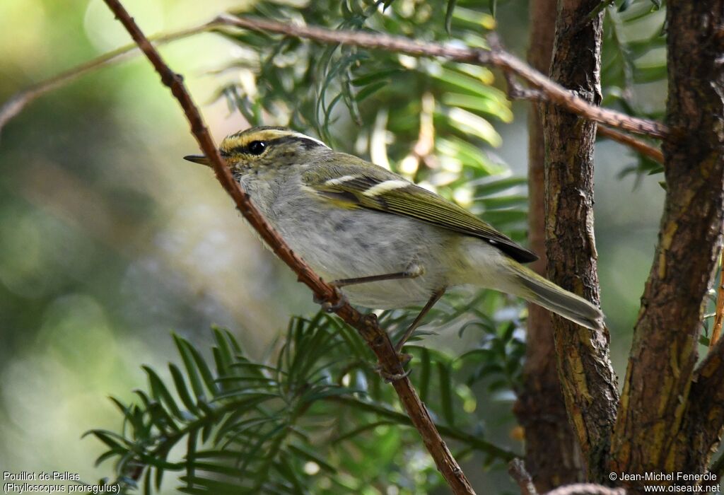 Pallas's Leaf Warbler