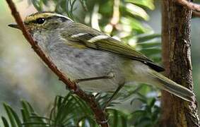 Pallas's Leaf Warbler