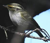 Pallas's Leaf Warbler